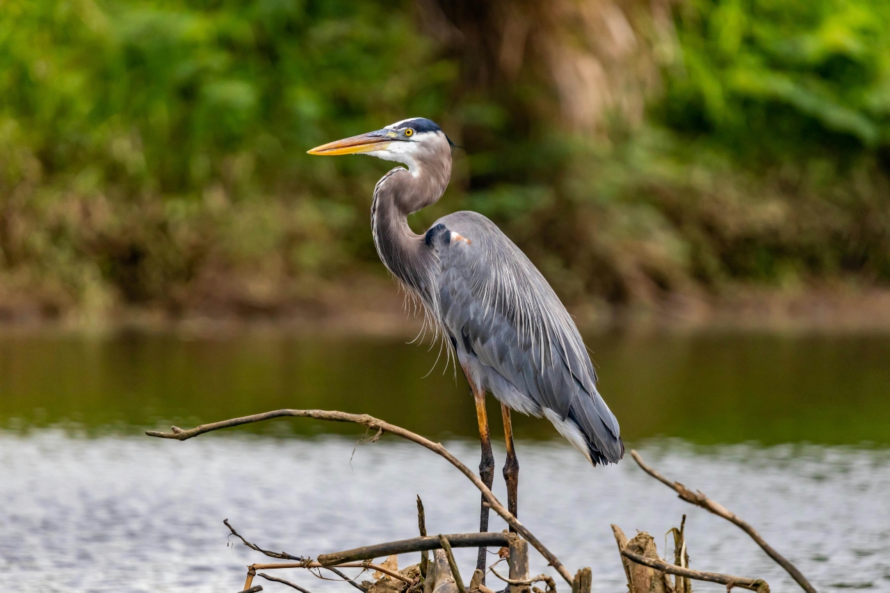 A large bird standing on a branch in front of a lake and nature.