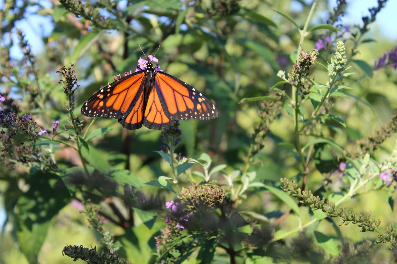 A close-up of a monarch butterfly resting on a plant with little purple flowers.