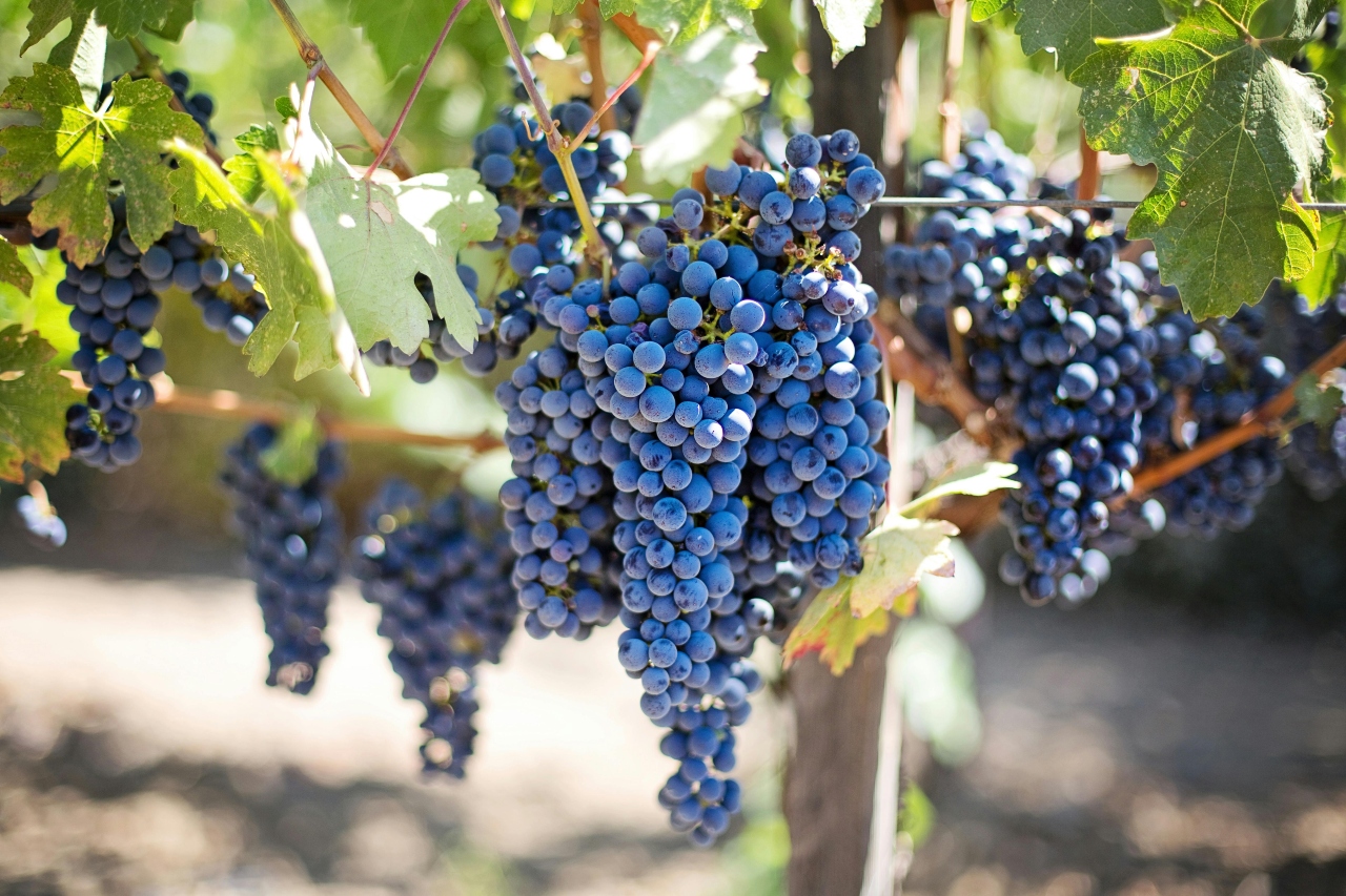 A close-up of ripe bunches of grapes at a vineyard.