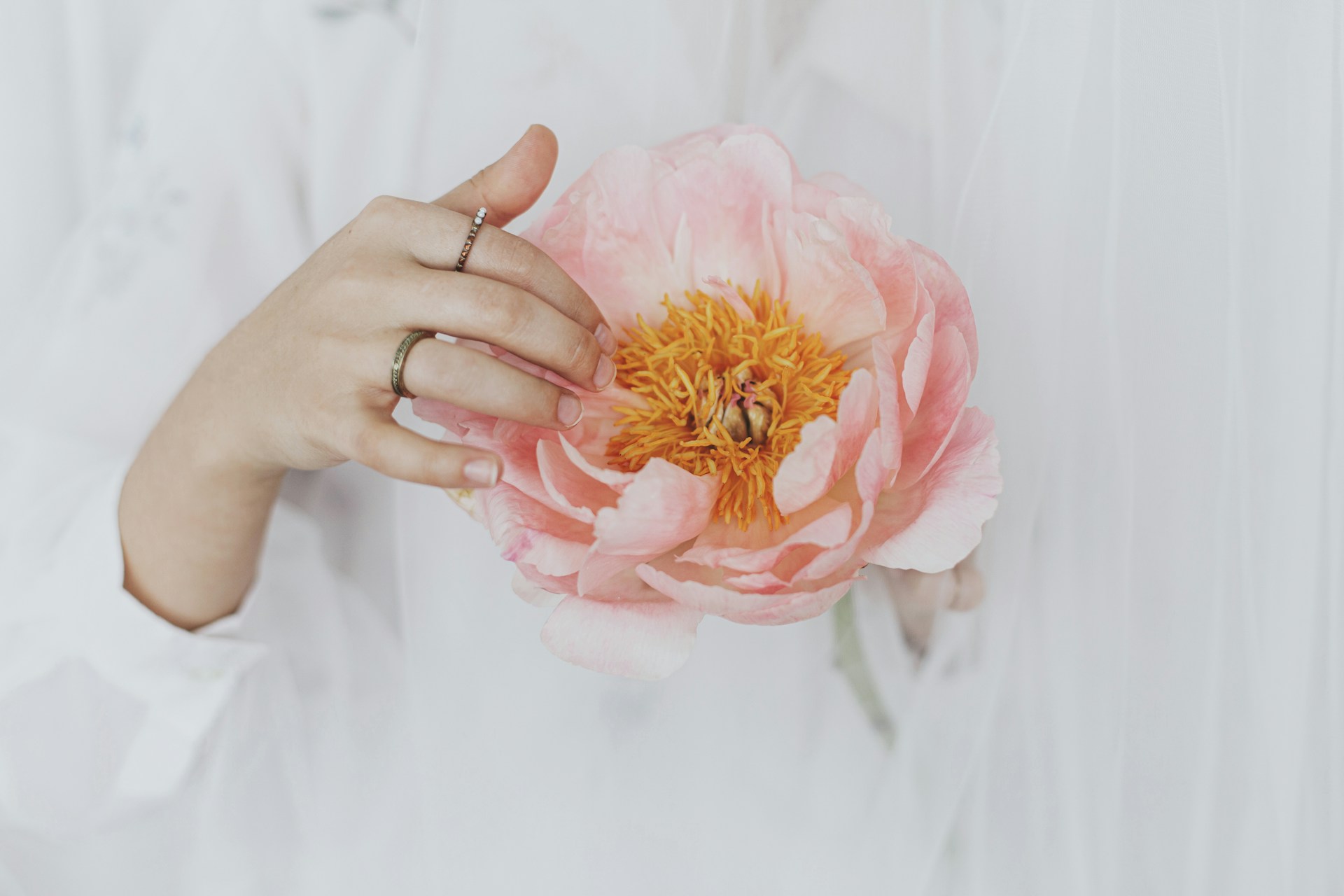 a lady’s hand wearing gold rings and holding a flower a lady’s hand wearing gold rings and holding a flower
